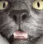 catsniff