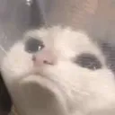 cat_pout