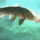 FnT_Binky_Fish