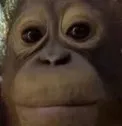 Stare