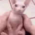 Bingus_god Bingus_god