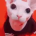 Bingus_god2