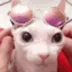 Bingus_god3 Bingus_god3