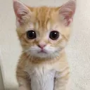 Cat Huh catHuh Discord Emoji