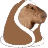 cozycapybara