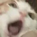 Catscream catscream Discord Emoji