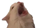 Cat Scream cat_scream Discord Emoji