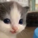 HeheCat