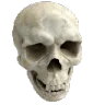 prehistoricalskull