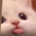 kitty_tounge