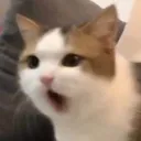 cat_omg cat_omg