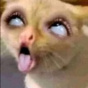 cat Discord sticker | ✦Sleepy Hollow✦