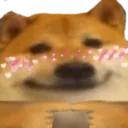 7542dogeshy2 7542dogeshy2