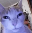 catstare2