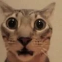 Holy_Moly