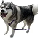 kuma1