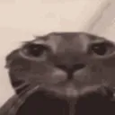 meow