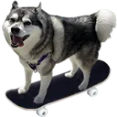 kumaboard