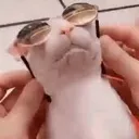 BINGYY_PARTY Discord Emoji