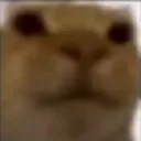 FL_A_Simple_Cat