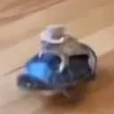 FrogCowboyRidinDirty