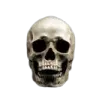 skull