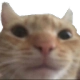 D7_CatStare Discord emoji