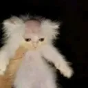 baldcat baldcat