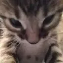 CatGrrr