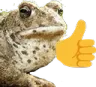 toadlikes