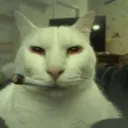 kit_chiefin