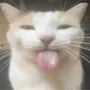 silliest_silly