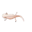 axolotl