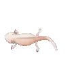 axolotl