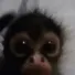 monkeyscream