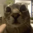 goob_goob_so
