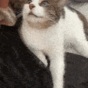 7570catnothoughts