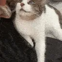 7570catnothoughts