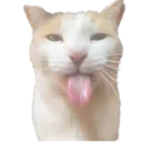 da_catspit
