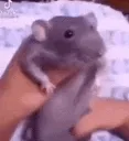 rat