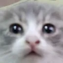 staresintoureyeball