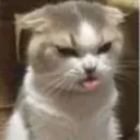 catBleh