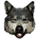 wqgoofy