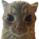 T_wut