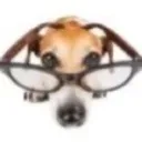 dogsniffglasses dogsniffglasses