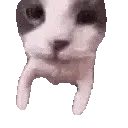 Catkiss