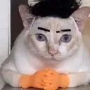 cat cat