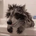 bathraccoon