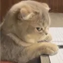 cat_mad