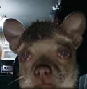 deadmau5 deadmau5